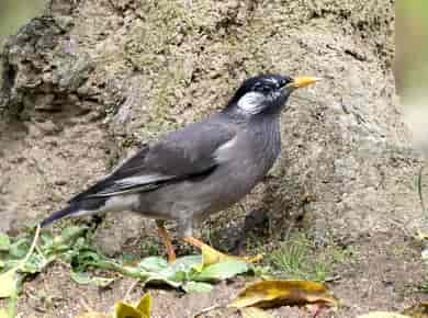 鳥類図鑑・ムクドリ